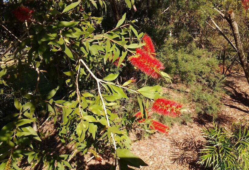 Bottlebrush B&b