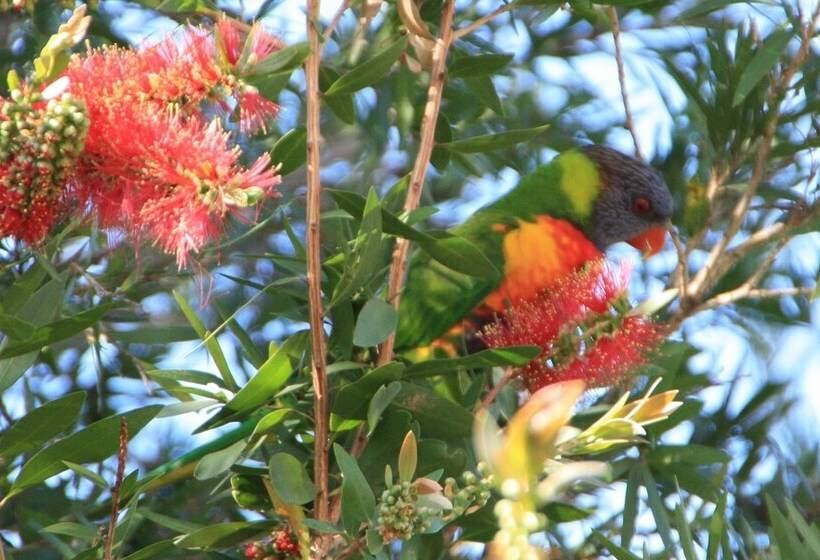 Bottlebrush B&b