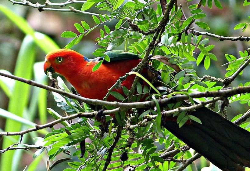 בית מלון כפרי Daintree Valley Haven