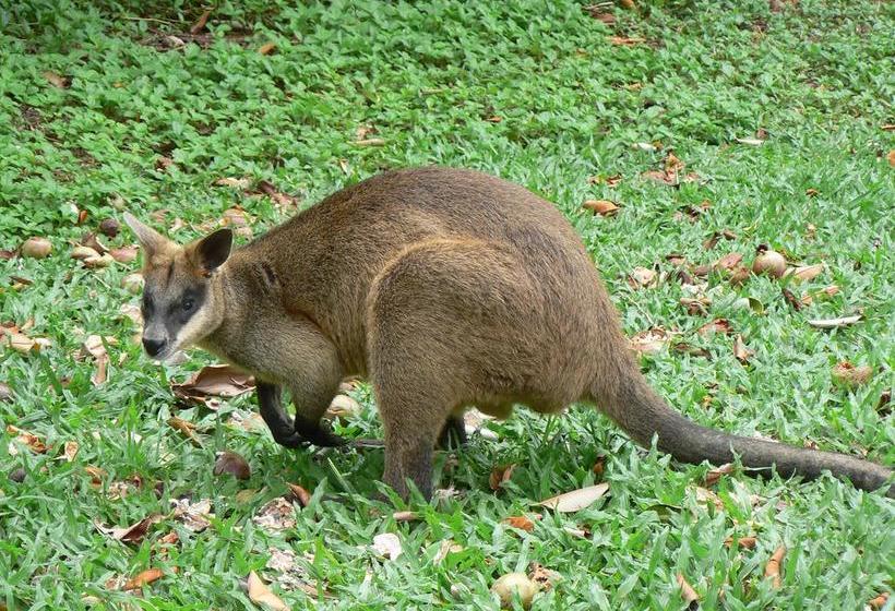בית מלון כפרי Daintree Valley Haven