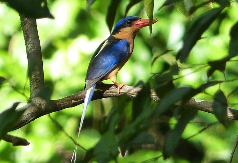 בית מלון כפרי Daintree Valley Haven