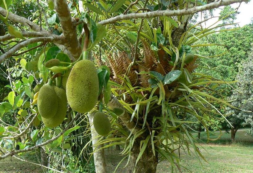 בית מלון כפרי Daintree Valley Haven