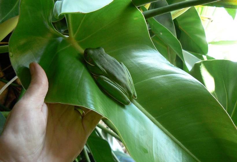 בית מלון כפרי Daintree Valley Haven