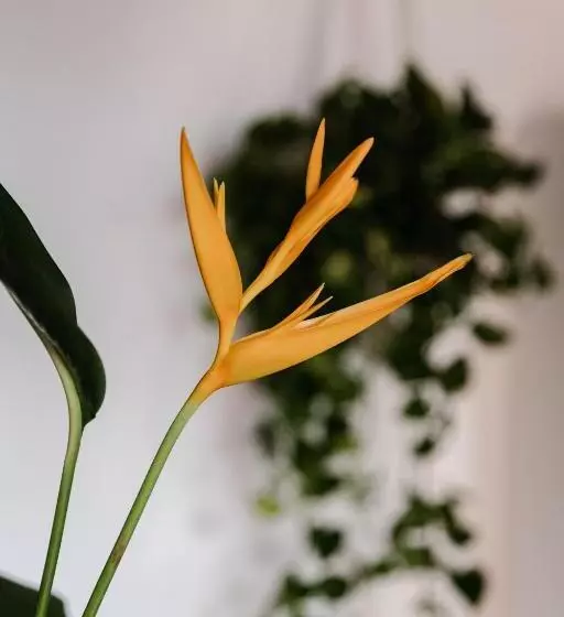 Hotelli San Martin La Punta