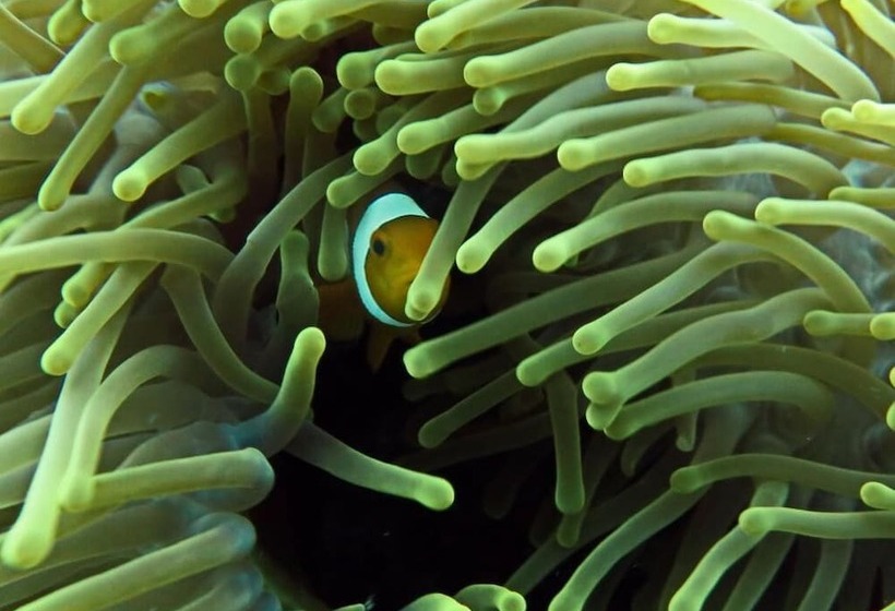 Общежитие Sablayan Paraiso Beach Resort