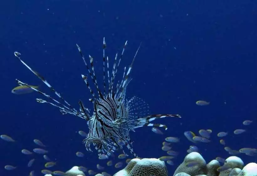 Retkeilymaja Sablayan Paraiso Beach Resort