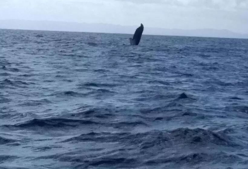 هتل La Baleine