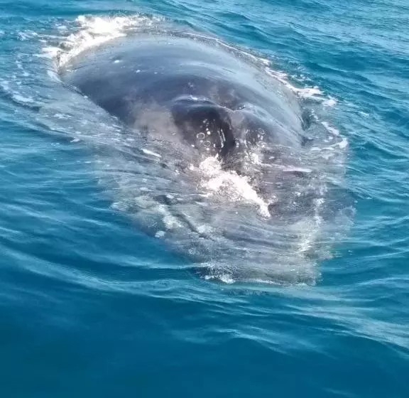 هتل La Baleine