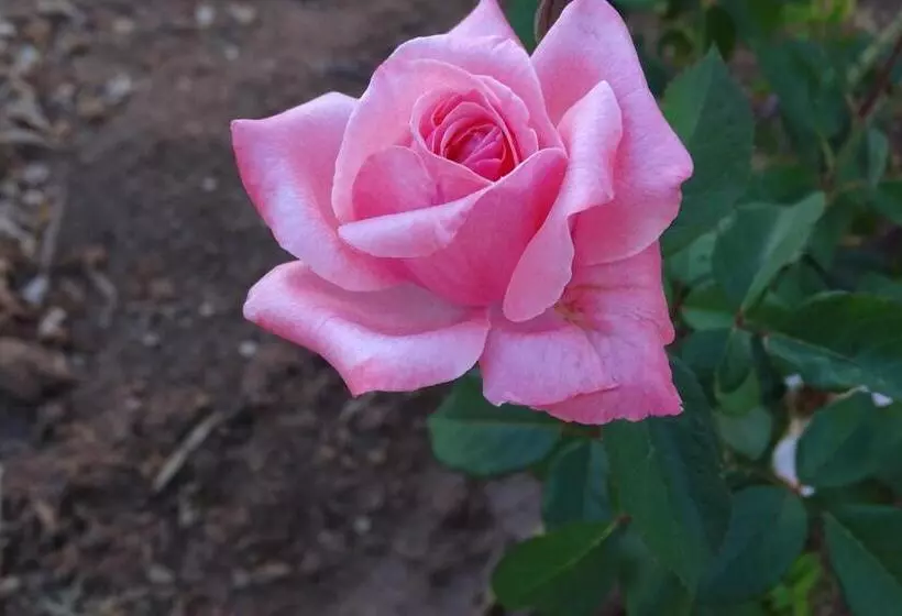 Majatalo Balconcino Degli Innamorati Tropea