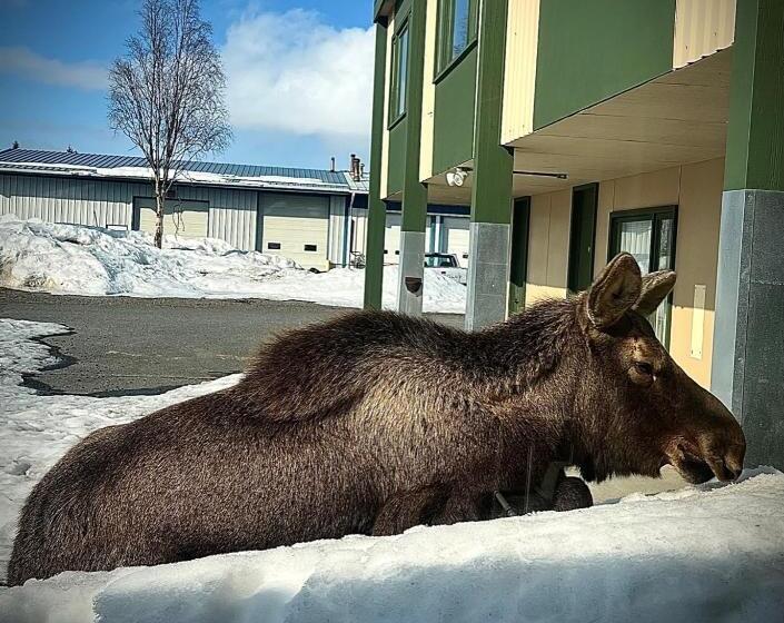 هتل The Kenai Inn