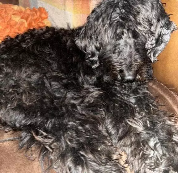 Aamiaismajoitus (B&B) Brownrigg   Half A House & Garden