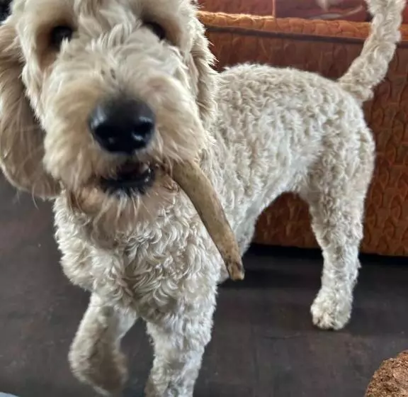 Aamiaismajoitus (B&B) Brownrigg   Half A House & Garden