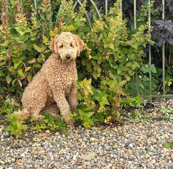 住宿加早餐 Brownrigg Half A House & Garden