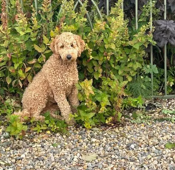 Aamiaismajoitus (B&B) Brownrigg   Half A House & Garden