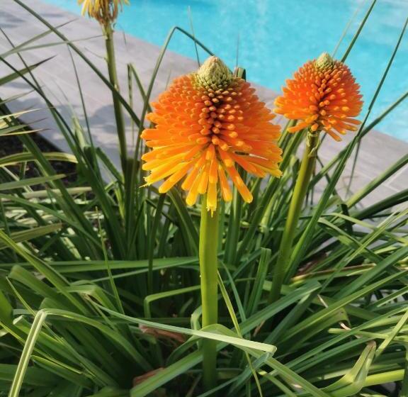 ペンション Logement Cosy Avec Piscine Et Jacuzzi Privatifs 4 étoiles