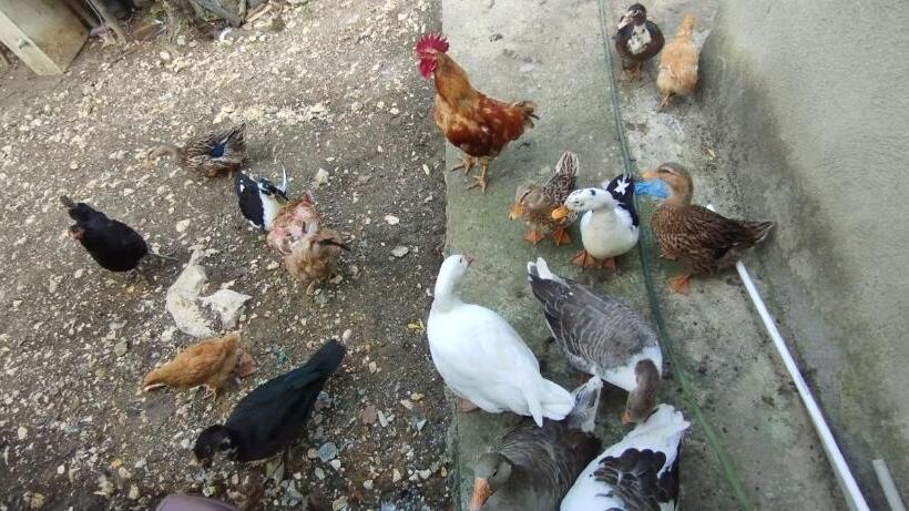 پانسیون Guesthouse David