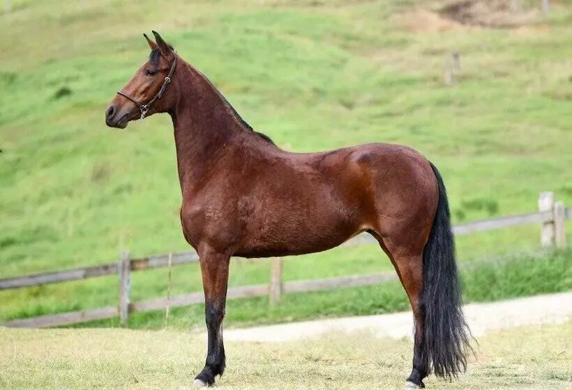 簡易ホテル Pousada Haras Fazenda Jamaica