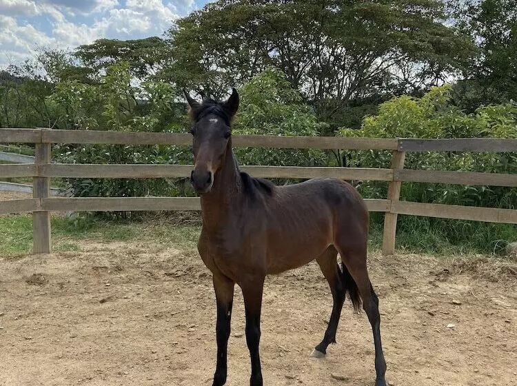 簡易ホテル Pousada Haras Fazenda Jamaica