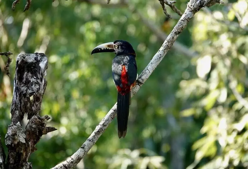 Hotelli Treehouse Tulum H2ojos