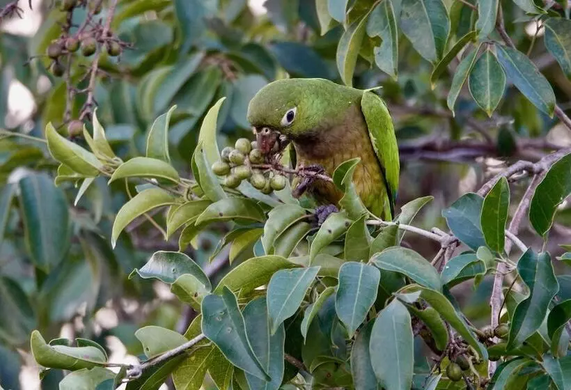 Hotelli Treehouse Tulum H2ojos