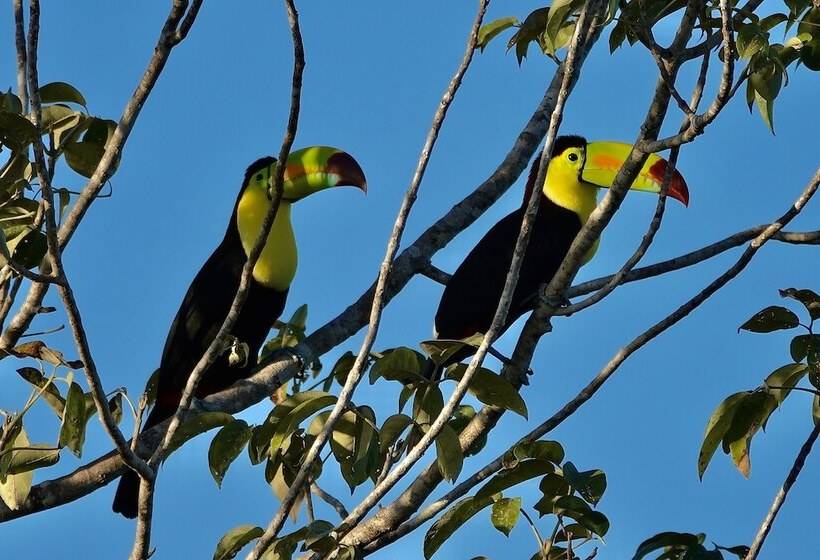 Hotel Treehouse Tulum H2ojos