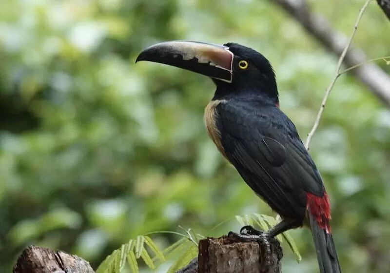 Hotelli Treehouse Tulum H2ojos