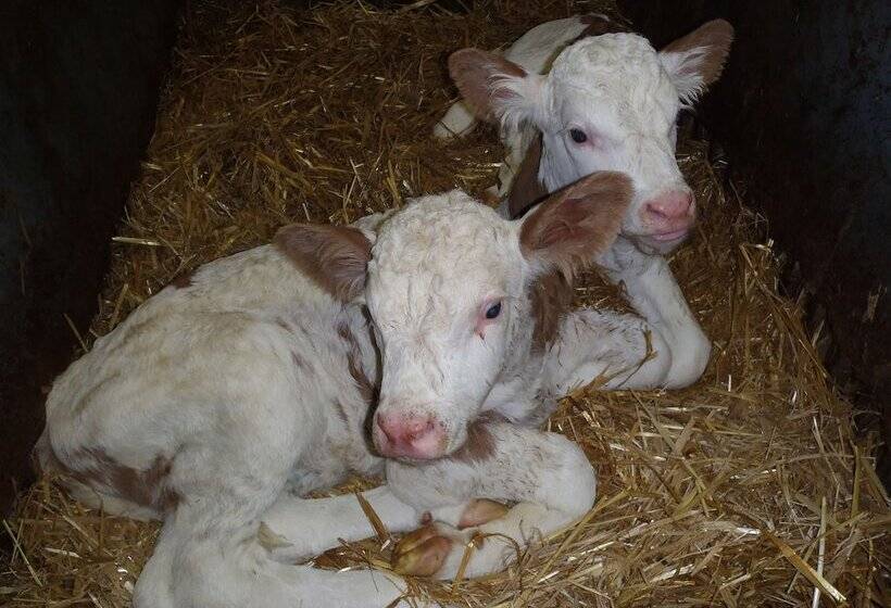 ホテル Bauernhof Waira