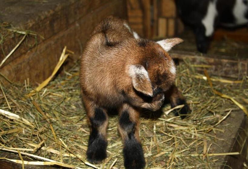 هتل Restaurant Schönau