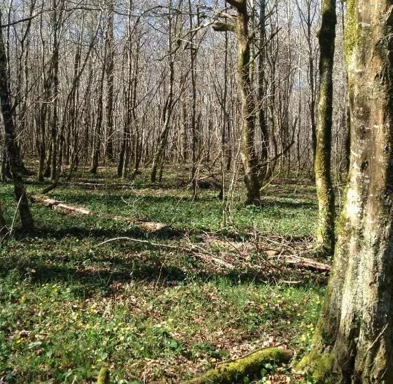 Aamiaismajoitus (B&B) Le Domaine