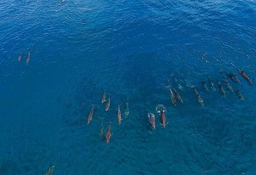 پانسیون Akiri Surf Retreat