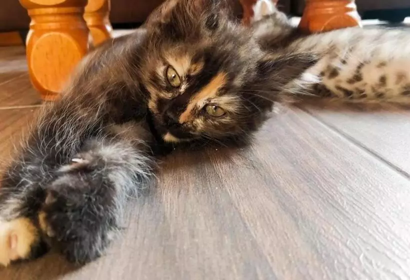 پانسیون Akiri Surf Retreat