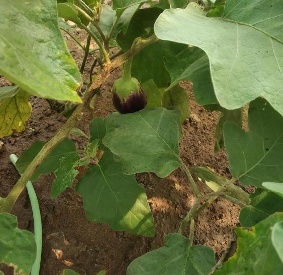 酒店 Asmi Palace, Bhaimala, Alibag