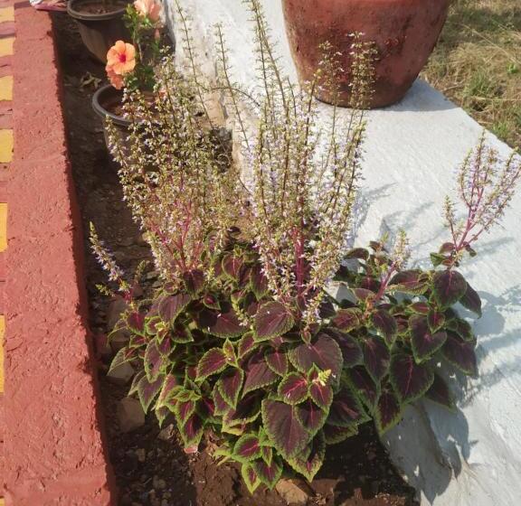 酒店 Asmi Palace, Bhaimala, Alibag