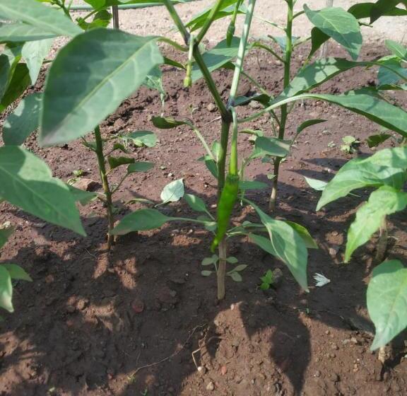 酒店 Asmi Palace, Bhaimala, Alibag