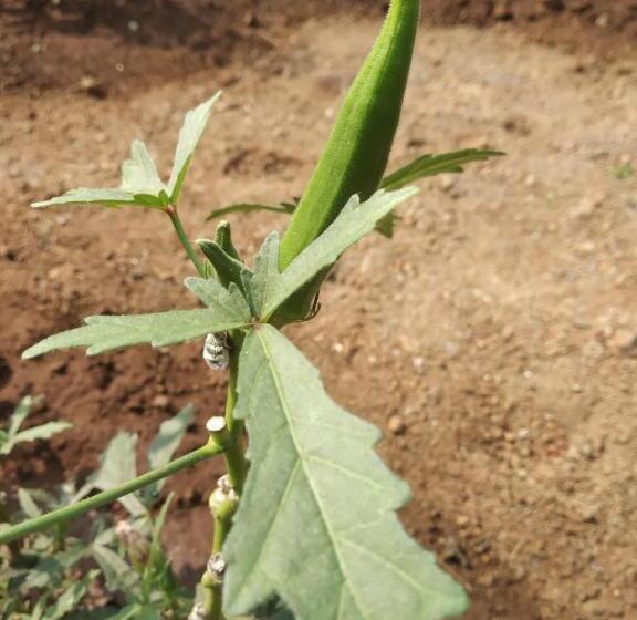 酒店 Asmi Palace, Bhaimala, Alibag