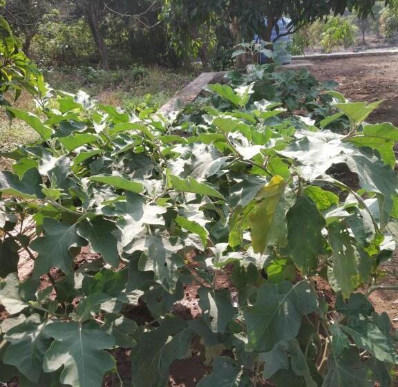 酒店 Asmi Palace, Bhaimala, Alibag