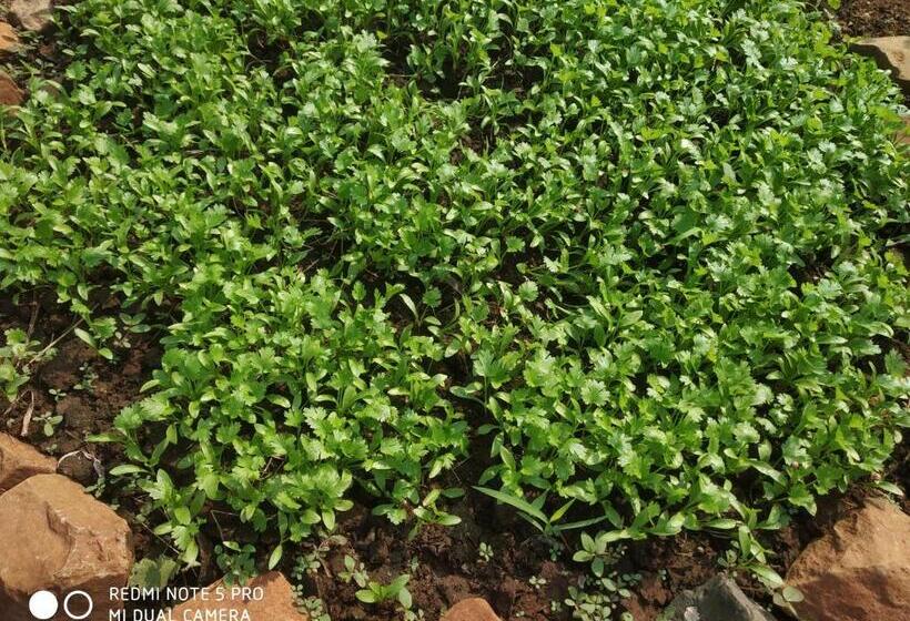 酒店 Asmi Palace, Bhaimala, Alibag