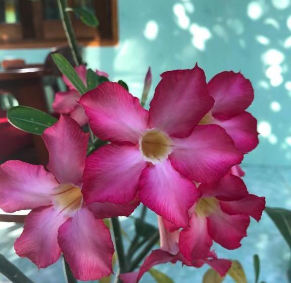 پانسیون Anh Linh Guest House