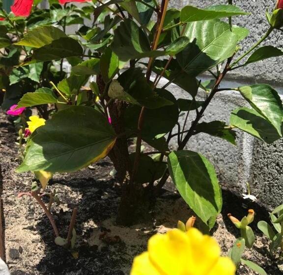 پانسیون Anh Linh Guest House