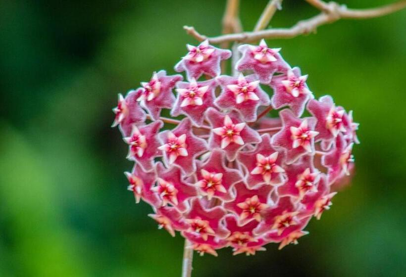 צימר Villa Bem Querer   Suíte