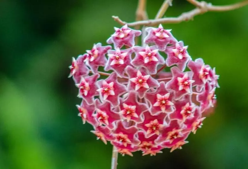 ベッドアンドブレックファースト Villa Bem Querer   Suíte