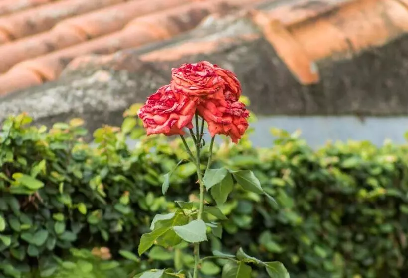 ベッドアンドブレックファースト Villa Bem Querer   Suíte