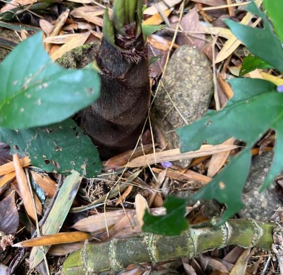 Pensionat 長徳寺宿坊 temple