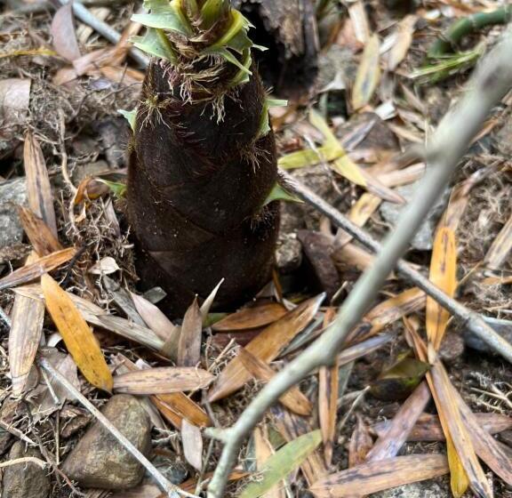 Pensionat 長徳寺宿坊 temple