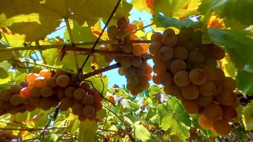 Majatalo Pousada Imcasa 430