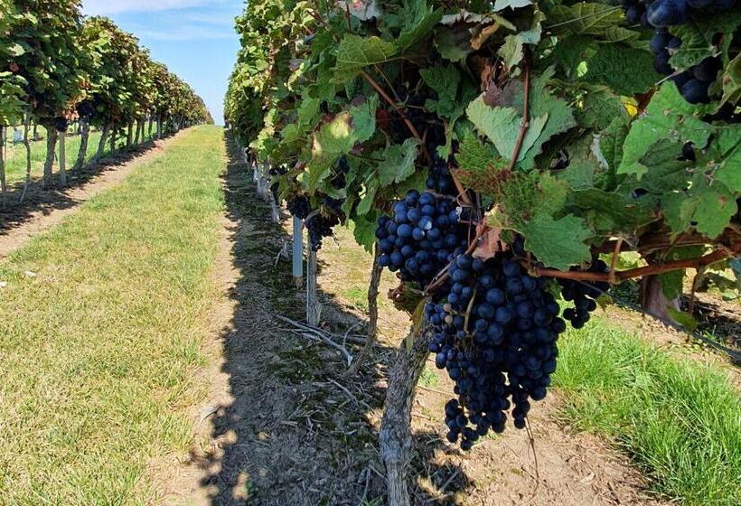 בית מלון כפרי Dolgesheim