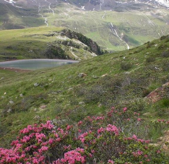 Отель Alpenpension Höfler