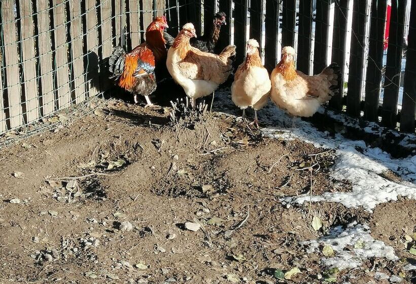 酒店 Landhaus Zangerl