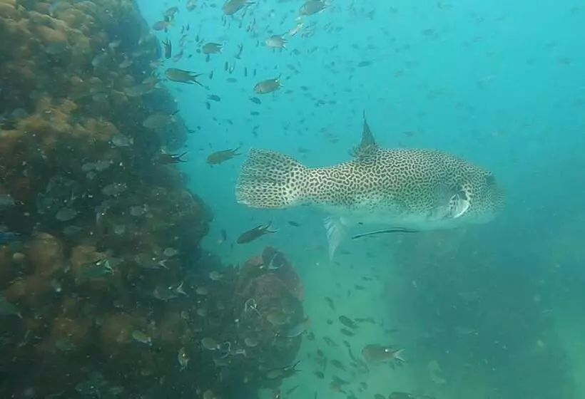 ホテル Dreamer Of The Sea