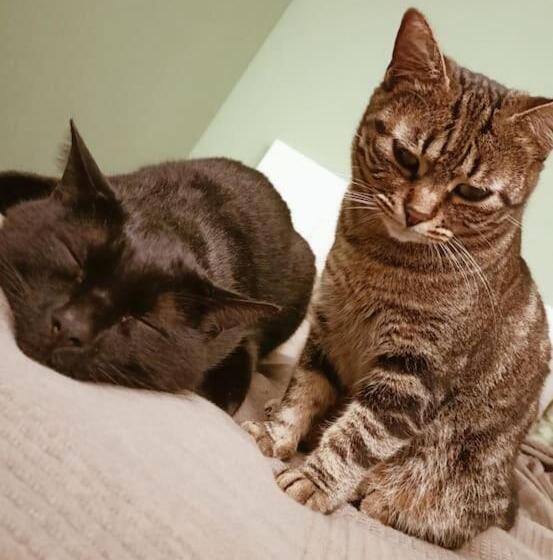 Bed and Breakfast Noel S Room